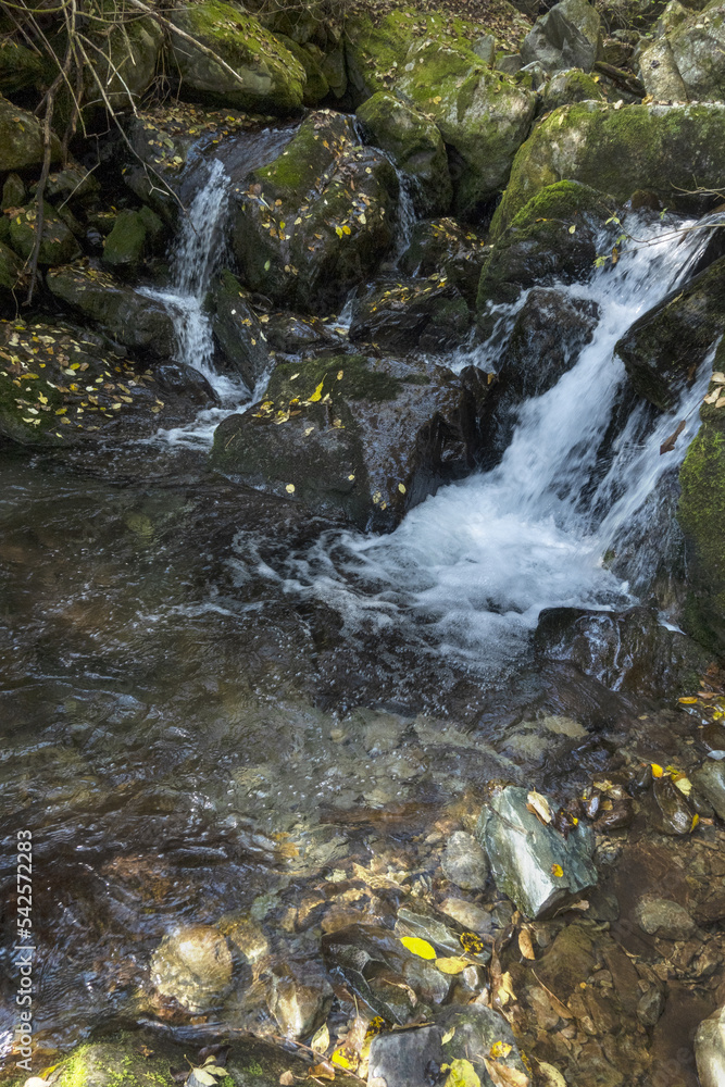 Fototapeta premium 원시의 숲속을 흐르는 계곡물