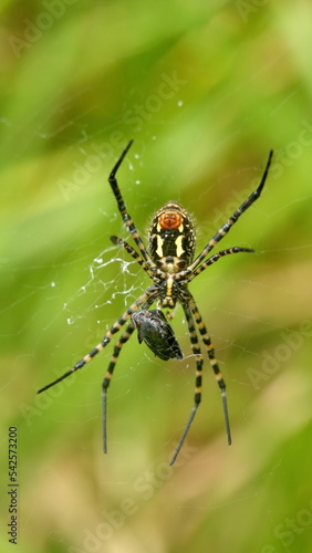 Orb weaver spider with a food packet in a web, in a field in Cotacachi, Ecuador © Angela
