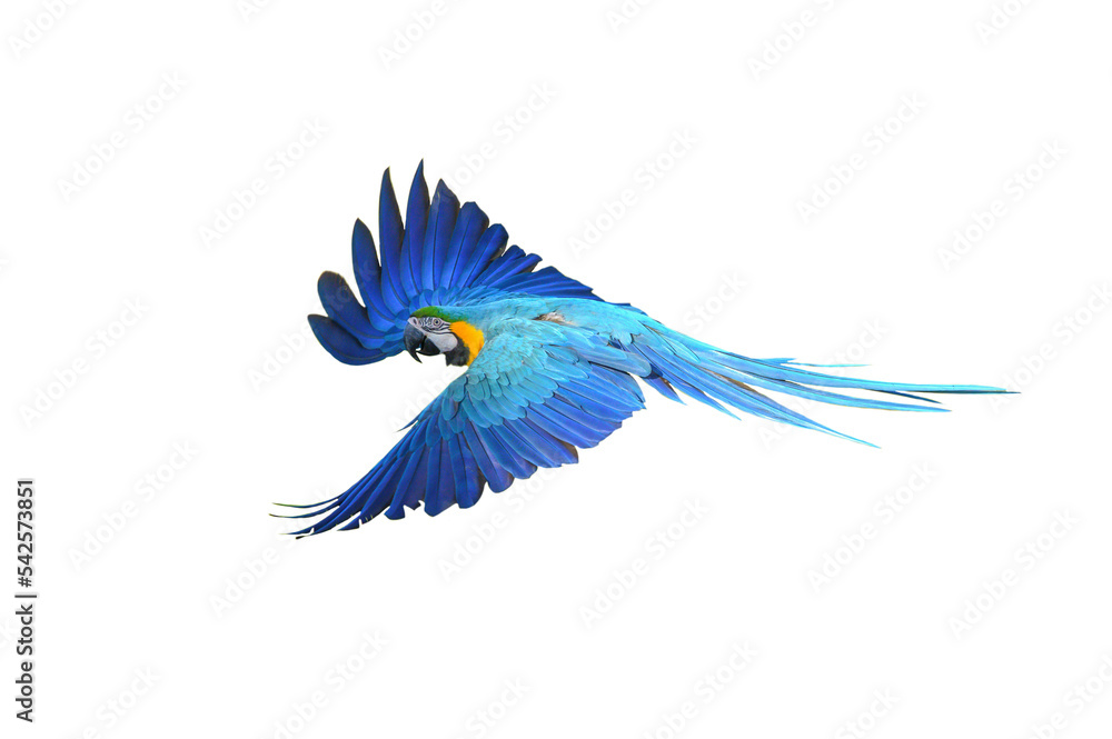 Macaw flying isolated on white background (PNG)
