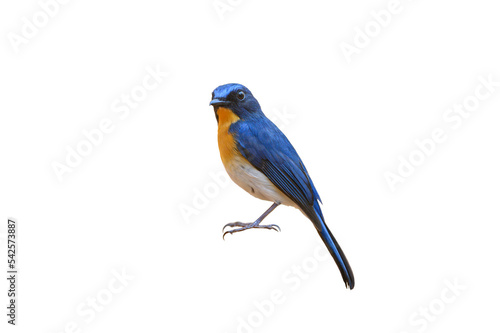 Hill Blue Flycatcher isolated on white background (PNG)