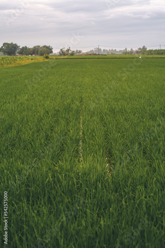 Green paddy field during planting season.