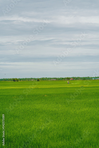 Green paddy field with worker spraying the pesticide.