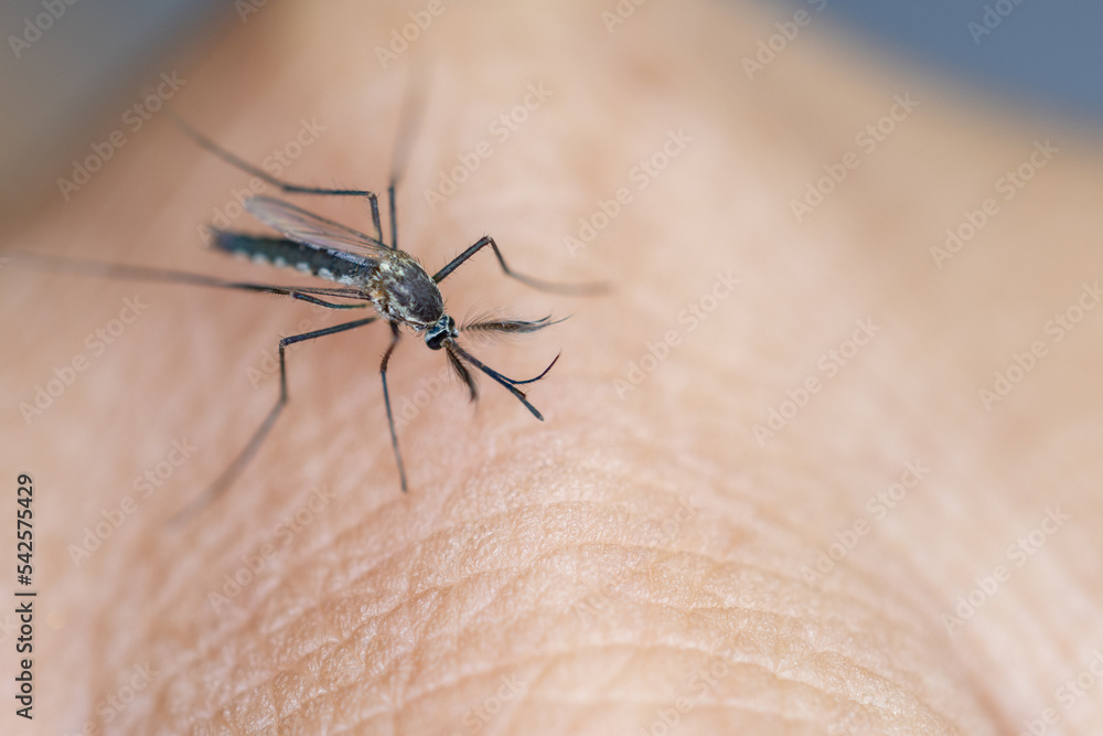Anopheles mosquito and Mosquito Larva in the order Diptera, Anopheles