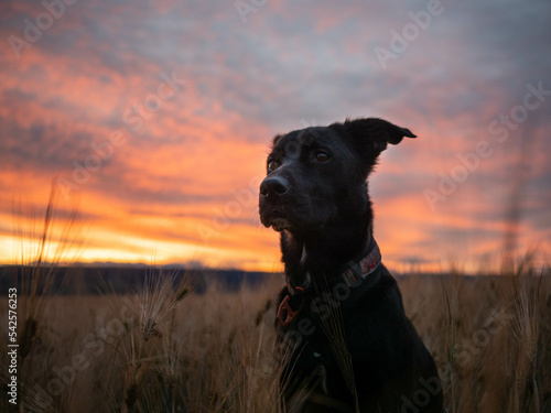 Dog and sunset photo