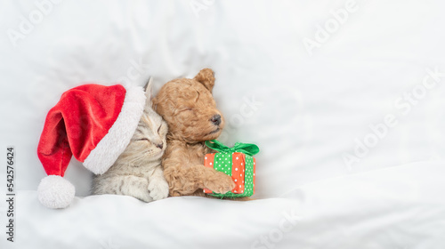 Cute tiny Toy Poodle puppy wearing red santa hat and tabby kitten sleep together under white warm blanket on a bed at home. Top down view. Empty space for text