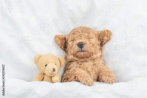 Newborn Toy Poodle puppy sleeps under white blanket on a bed at home with favorite toy bear. Top down view