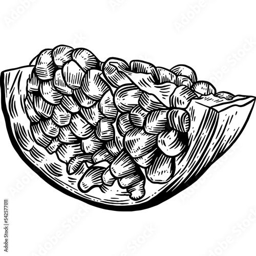 Hand Drawn Pomegranate Sketch Illustration