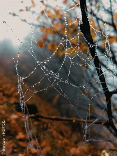 spider web with dew drops