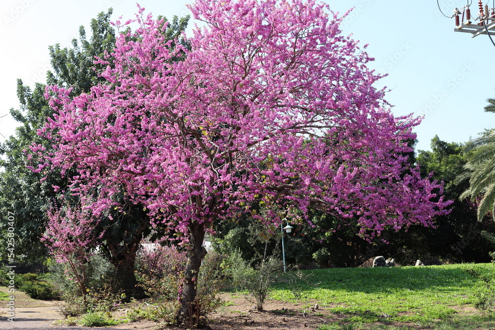 Obraz premium Crimson blossoms in a city park in Israel.