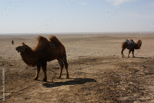 The solitary life in the vast desert, Gobi Desert in Umnugovi, Mongolia. In the desolate desert, there are the signs of life among the nomadic families who faithfully live out their nomadic lives. 