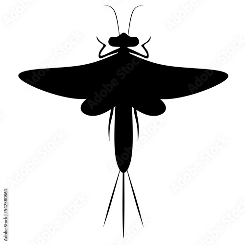 Vector illustration of a mayfly on a white background. Dragonflies are found on the surface of the water. Great for logos and posters.