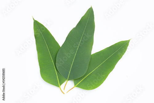 Eucalyptus leaves on white background.