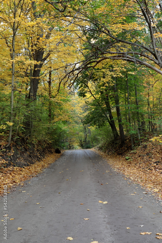 A path in the woods in the Autumn season with leaves