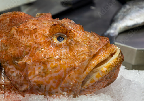 Large size and unfriendly looking fish in the market. photo