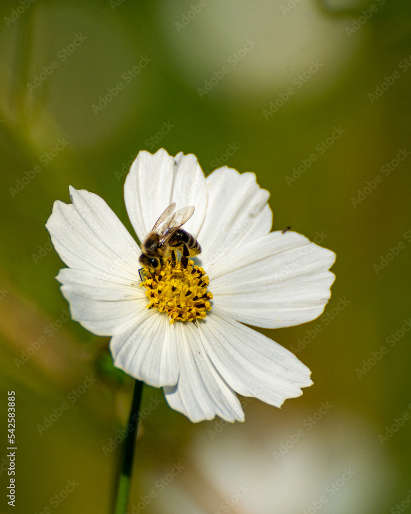Bee on white flower. Beautiful close up of the bee on white flower. Bee on white flower. Beautiful close up of the bee on white flower.