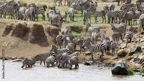 A herd of zebras drink water before crossing. Mara river. Kenya, Africa photo