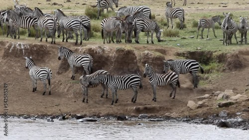 A herd of zebras on the shore waiting for crossing. Mara river. Kenya, Africa photo