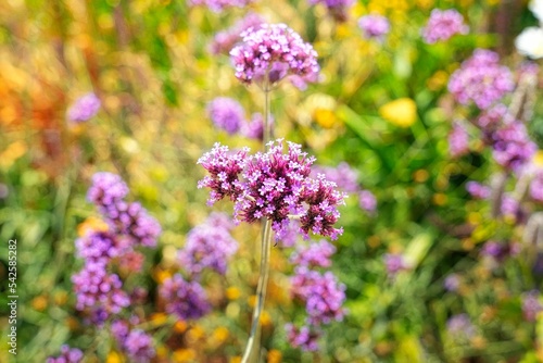 Selective focus of purpletop vervain (Verbena bonariensis) flowers in a filed