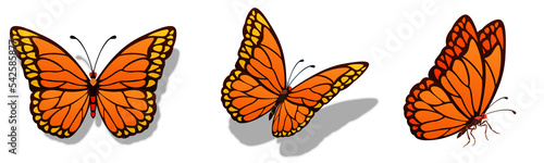 Canvas Print Butterfly illustration transparent background with shadow 나비 일러스트 real pattern y