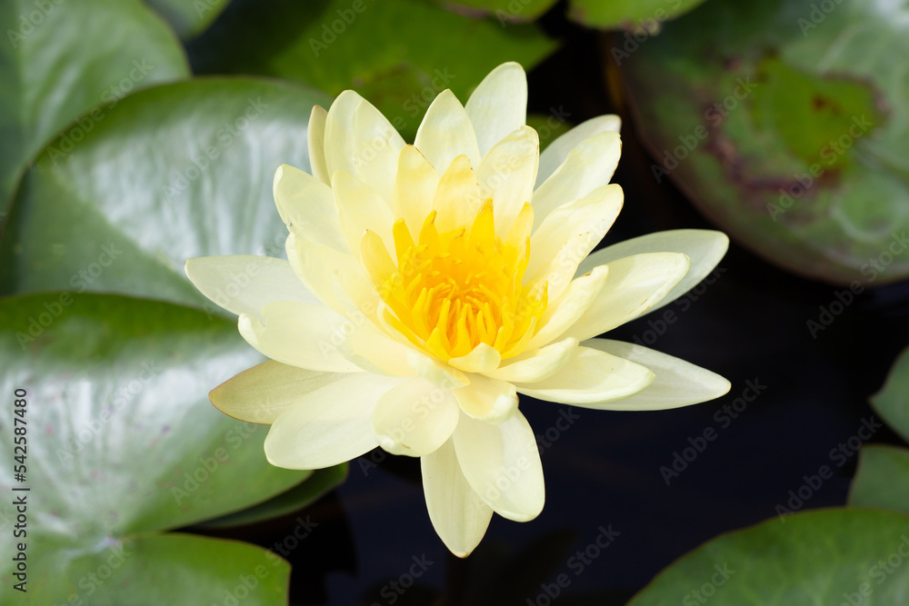Beautiful blooming Nymphaea lotus flower with leaves, Water lily pot Beautiful blooming Nymphaea lotus flower with leaves, Water lily pot