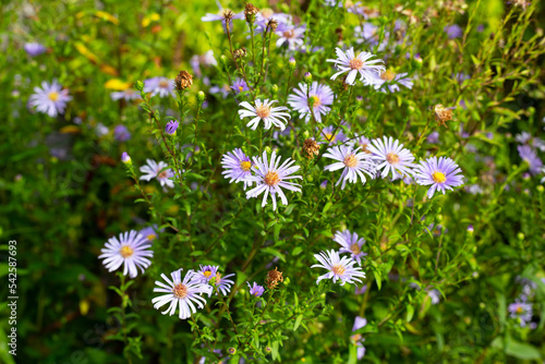 Beautiful violet flowers of Symphyotrichum dumosum photo