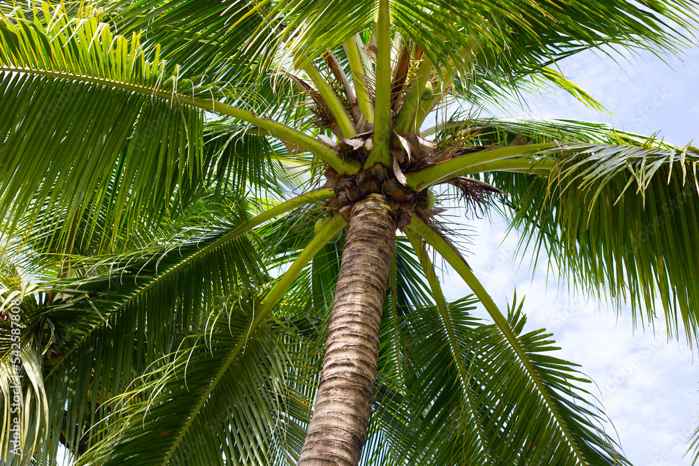 Coconut palm trees, beautiful tropical with sky and clouds. Coconut palm trees, beautiful tropical with sky and clouds.
