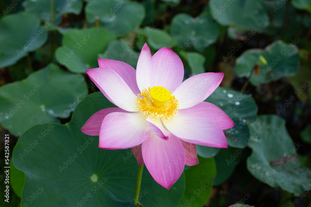 Pink lotus flower blooming in pond with green leaves Pink lotus flower blooming in pond with green leaves