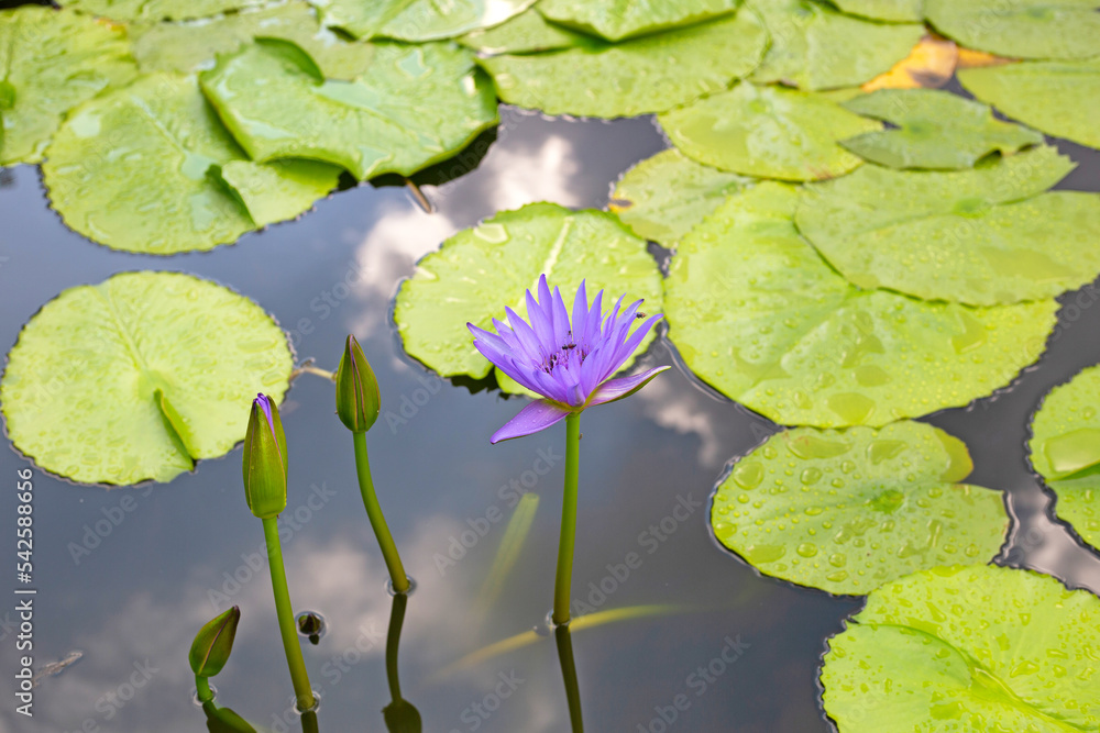 Nymphaea lotus flower with leaves, Beautiful blooming water lily