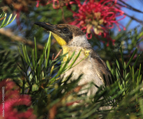 Juvenile little friarbird sitting in a grevillea tree photo