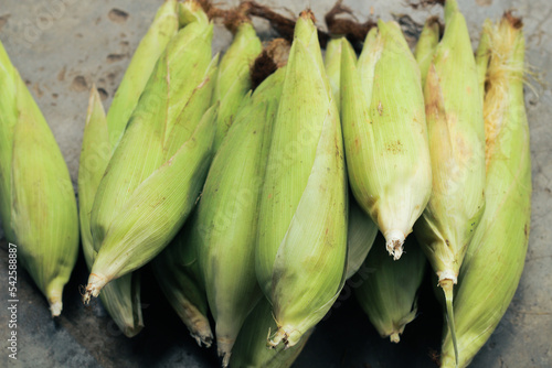 a group of freshly harvested and unpeeled corn 