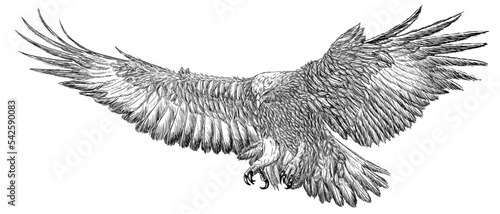Leinwand Poster Golden eagle landing hand draw sketch black line doodle on white background vect