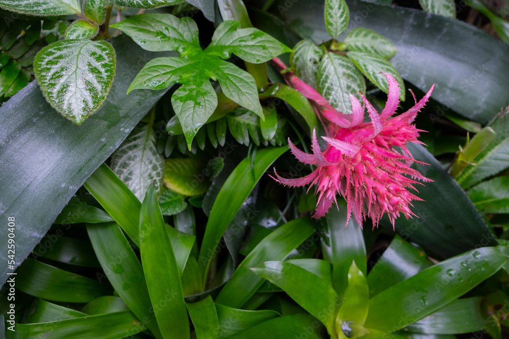Flowering plant Aechmea fasciata Primera of the bromeliad family with a pink flower on a background of green leaves. Flowering plant Aechmea fasciata Primera of the bromeliad family with a pink flower on a background of green leaves.