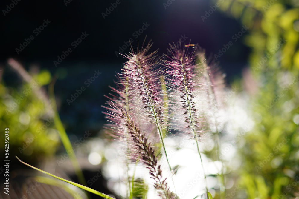 Obraz premium 初秋