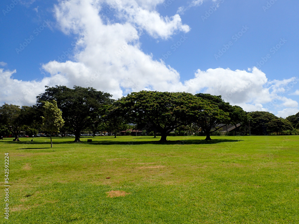 Trees in Kapiolani Park