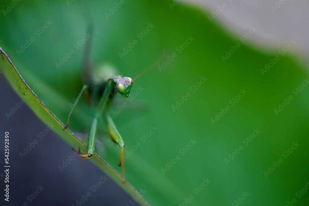 Fototapeta premium Praying Mantis resting on a leaf close up