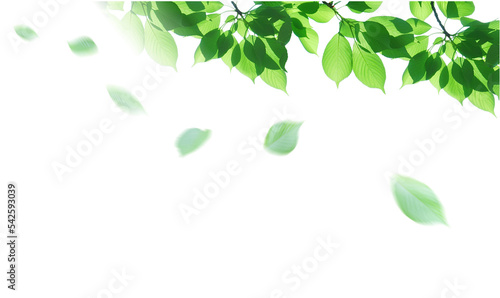 新緑　葉の切り抜き　透明の背景 photo