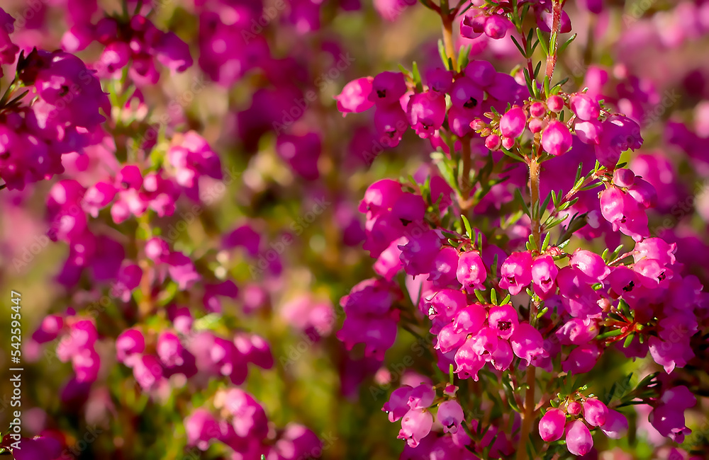 Heath plants (Erica cinerea)