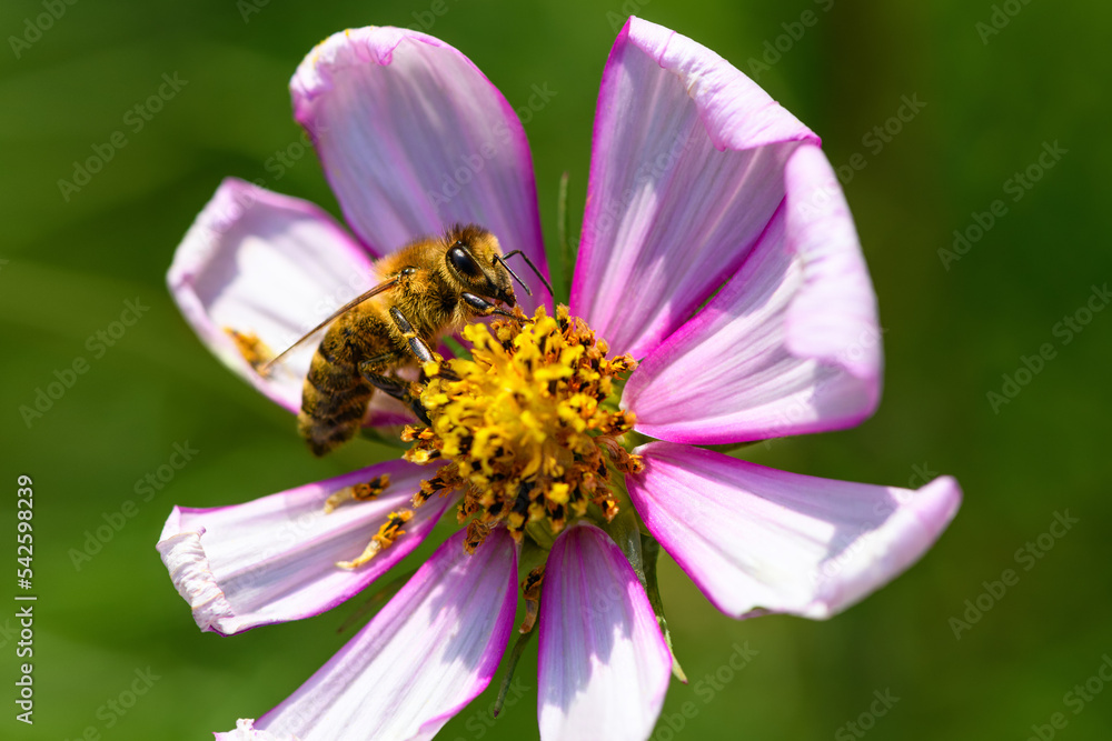 .Bee and flower. Close up of a large striped bee collecting pollen on a Cosmea (Cosmos) flowers. Macro horizontal photography. Summer and spring backgrounds .Bee and flower. Close up of a large striped bee collecting pollen on a Cosmea (Cosmos) flowers. Macro horizontal photography. Summer and spring backgrounds