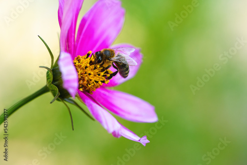 .Bee and flower. Close up of a large striped bee collects pollen on a pink Cosmea (Cosmos) flowers. Macro horizontal photography. Soft Summer and spring backgrounds © borislav15