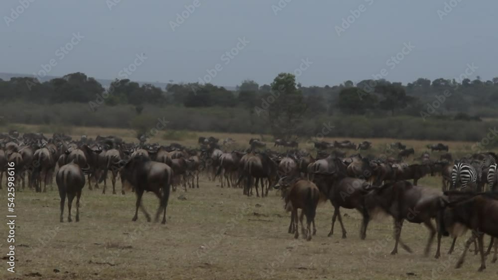 A large herd of wildebeest before crossing across the Mara river. Africa A large herd of wildebeest before crossing across the Mara river. Africa