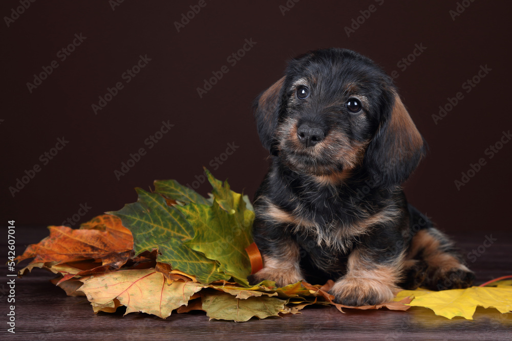Cute little dachshund puppy with autumn leaves