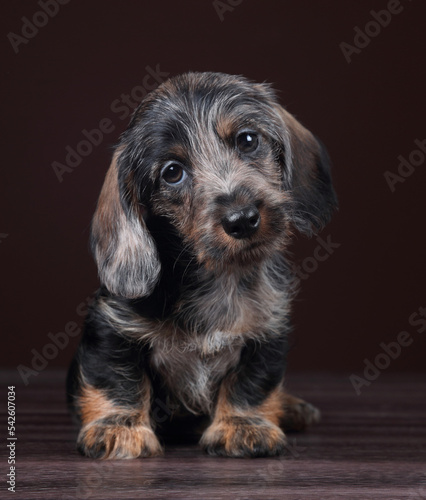 Cute little dachshund puppy on a brown background. Wirehaired Dachshund Puppy