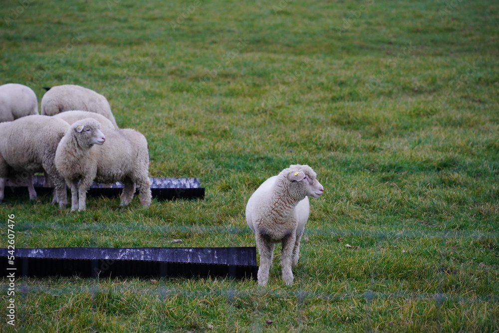 Obraz premium Sheep standing in a green pasture, agricultural background