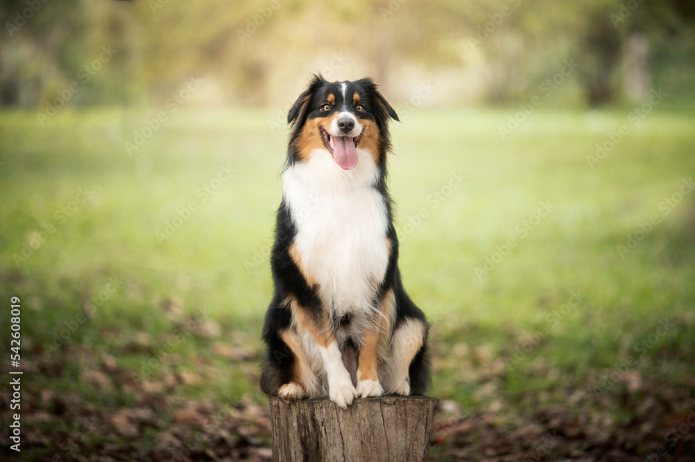 Dog Aussie Border Collie in grass beautiful bokeh Dog Aussie Border Collie in grass beautiful bokeh