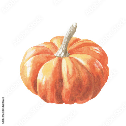 Pumpkin watercolor illustration isolated on white background. Halloween. Vegetables. Pumpkin.