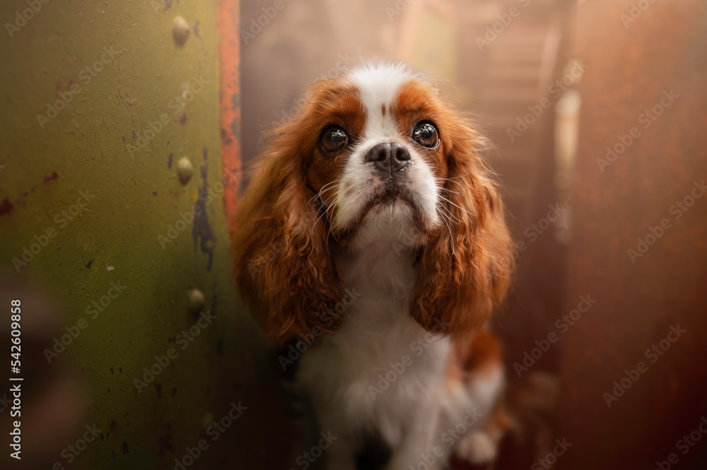 Cute King Charles Cavalier dog portrait in industrial environment