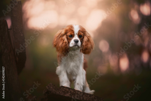 Cute King Charles Cavalier dog portrait in natural environment sunset