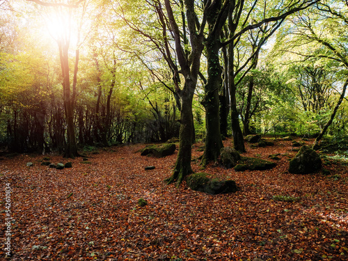 Scene in a forest park with fallen leaf and dense trees. Barna woods Galway city  Ireland. Warm sunny day. Calm and peaceful mood. Fall or autumn season.
