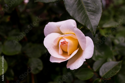 Beautiful white rose bud in the garden