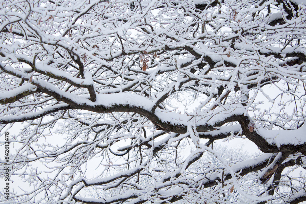 White snow on a bare oak tree branches on a frosty winter day, close up. Natural botanical background White snow on a bare oak tree branches on a frosty winter day, close up. Natural botanical background